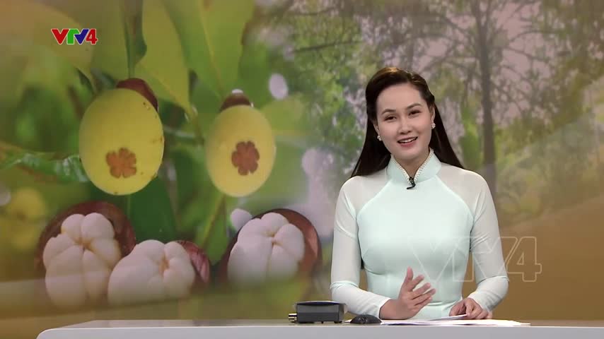 Độc đáo vườn măng cụt trên tuổi tại Vĩnh Long