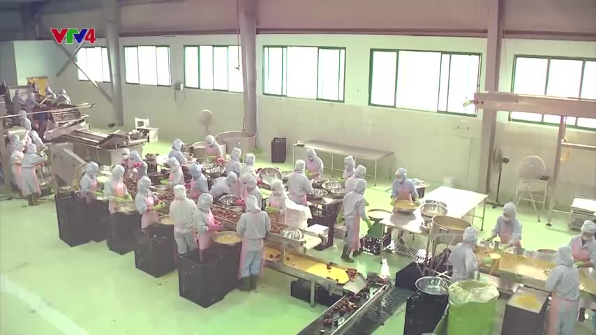 Tiêu điểm: Khó khăn xuất khẩu nông sản Việt vào châu Âu