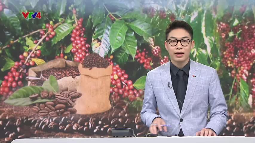 Xuất khẩu cà phê đạt kim ngạch cao nhất lịch sử