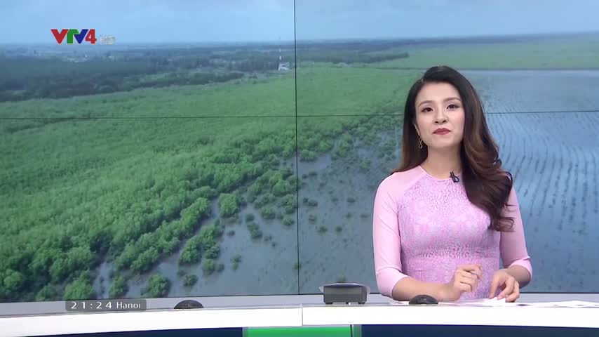 Trồng rừng ven biển hưởng ứng Ngày môi trường thế giới