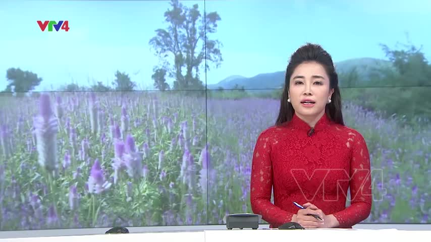 Cánh đồng hoa Dền Cát
