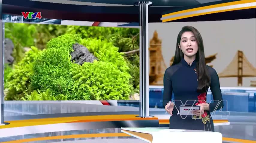 Những tác phẩm nghệ thuật từ rêu