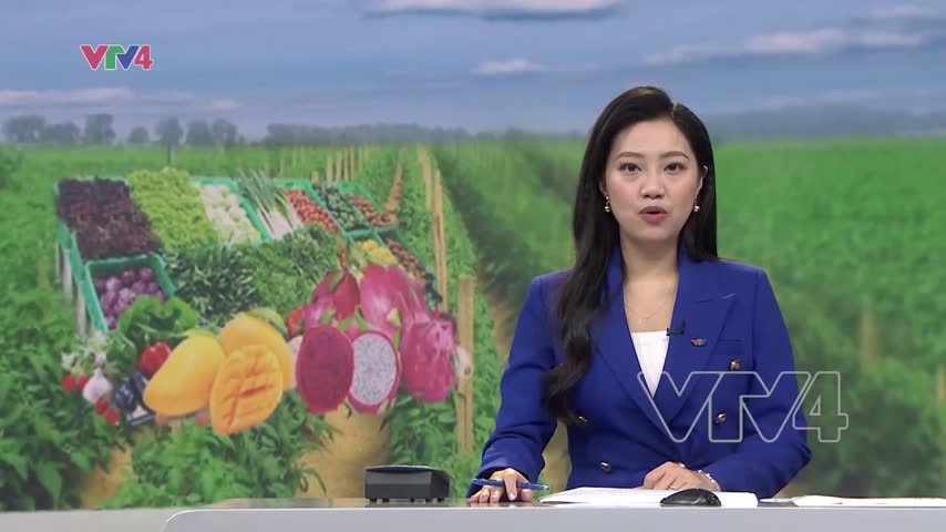 Cấp và quản lý mã số vùng trồng, hướng đến xuất khẩu
