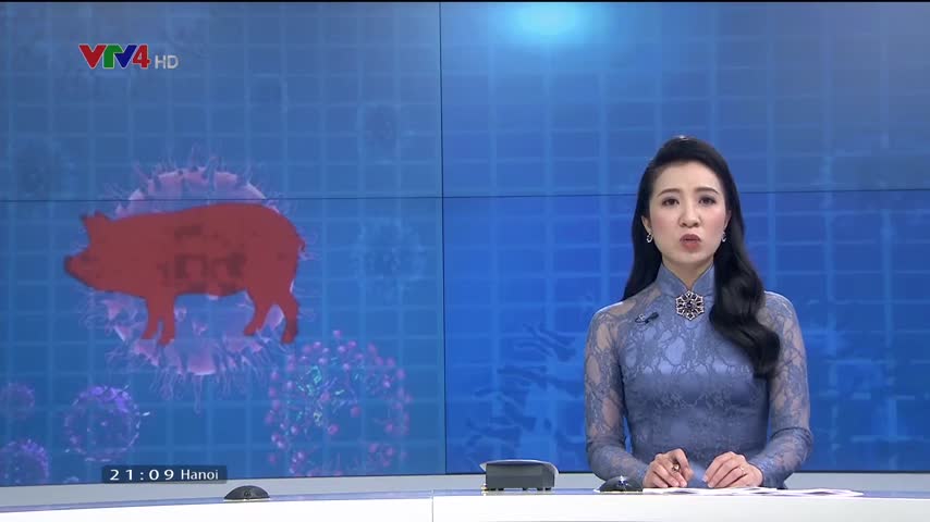 Khó khăn trong kiểm soát dịch tả lợn Châu Phi