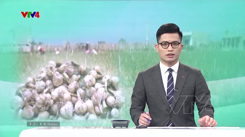 Mất mùa tỏi do thời tiết bất thường