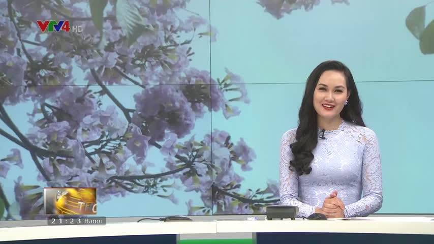 Sắc hoa kèn hồng nở rộ