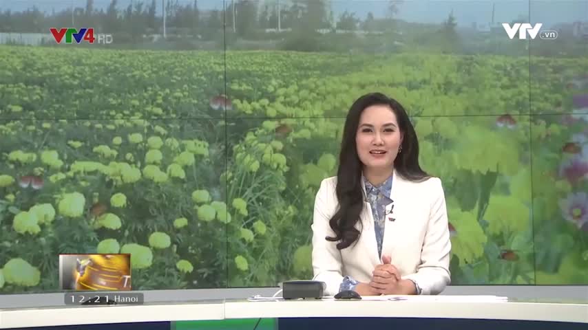 Sắc hoa gọi mùa Tết