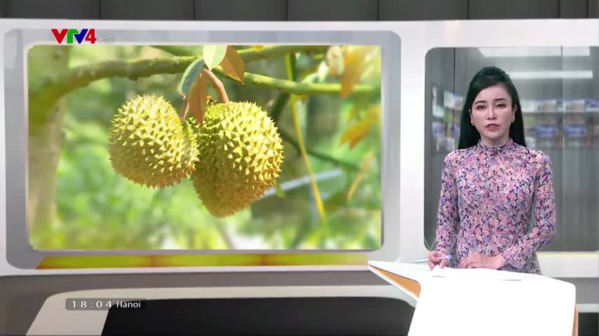 Để xuất khẩu sầu riêng chính ngạch sang Trung Quốc