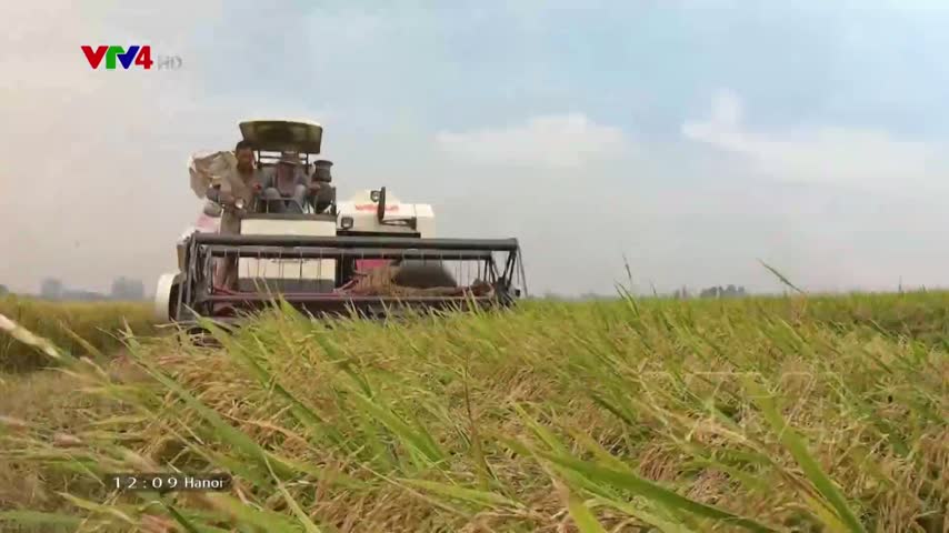 Tiêu điểm: Vụ mùa bội thu