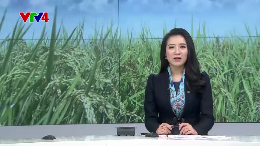 Để thương hiệu gạo Việt được thế giới công nhận