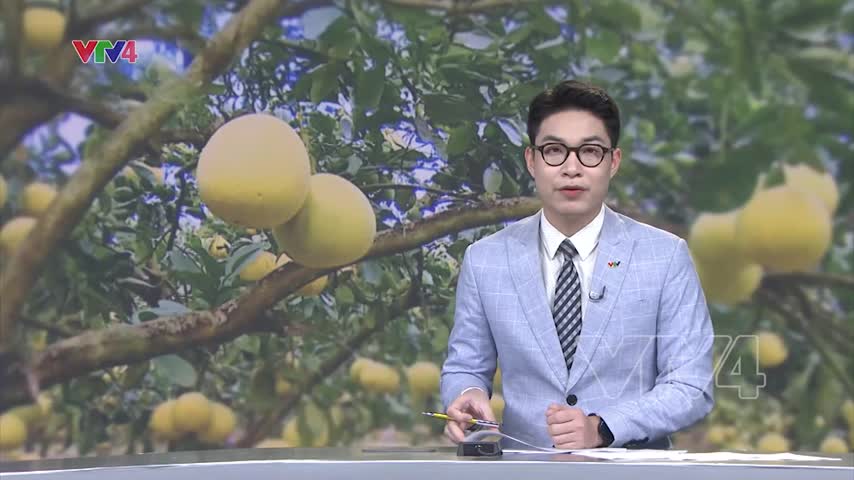 Cơ hội xuất khẩu bưởi sang Australia