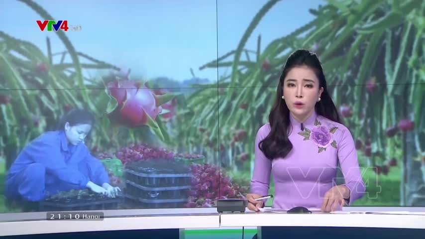 Tái cơ cấu sản xuất nông nghiệp bằng liên kết chuỗi