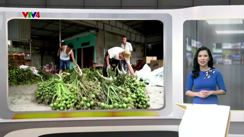 Xứ sở trầu cau miền đất Cảng  