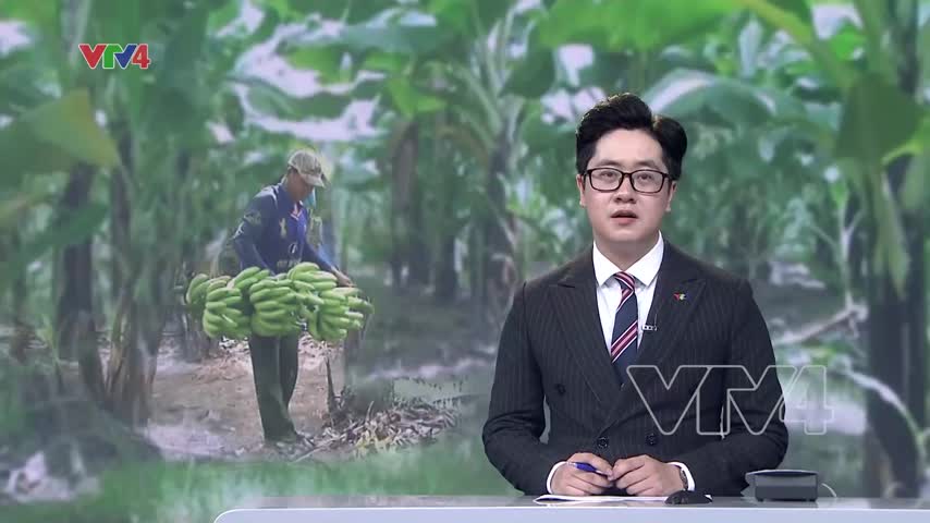Đa dạng thị trường xuất khẩu chuối