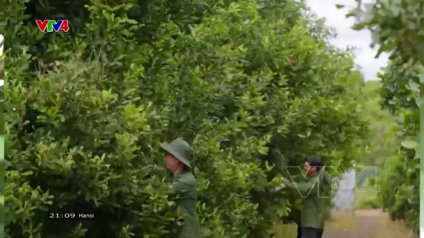 Triển vọng xuất khẩu mắc ca Việt Nam