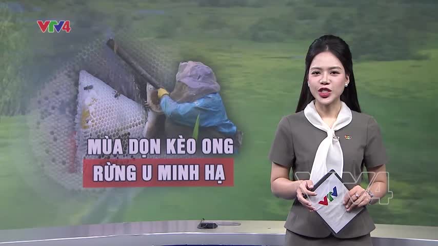 Mùa dọn kèo ong rừng U Minh Hạ
