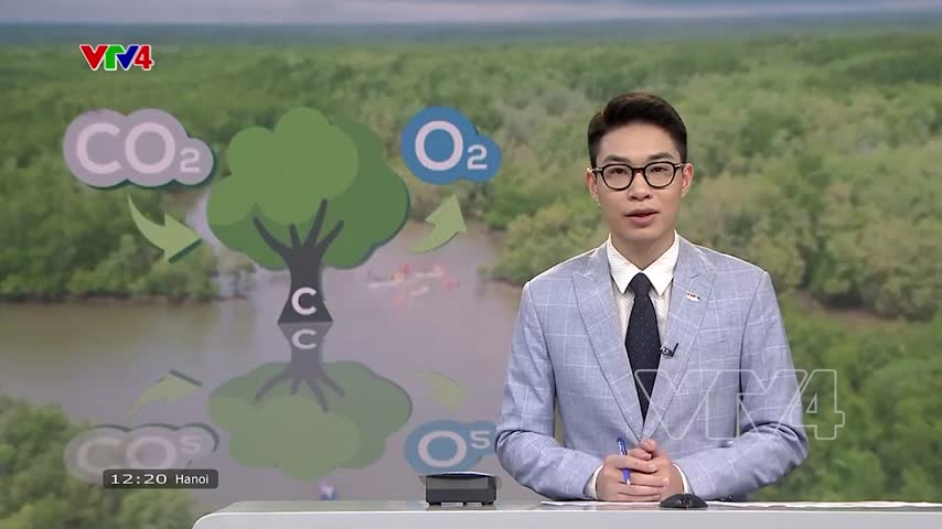 Vẻ đẹp rừng ngập mặn Cần Giờ