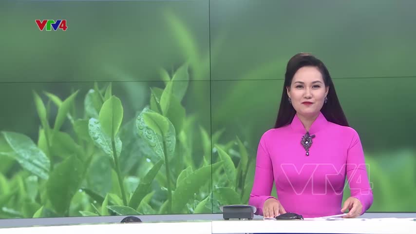 Phát triển sản xuất hữu cơ để nâng cao giá trị cây chè