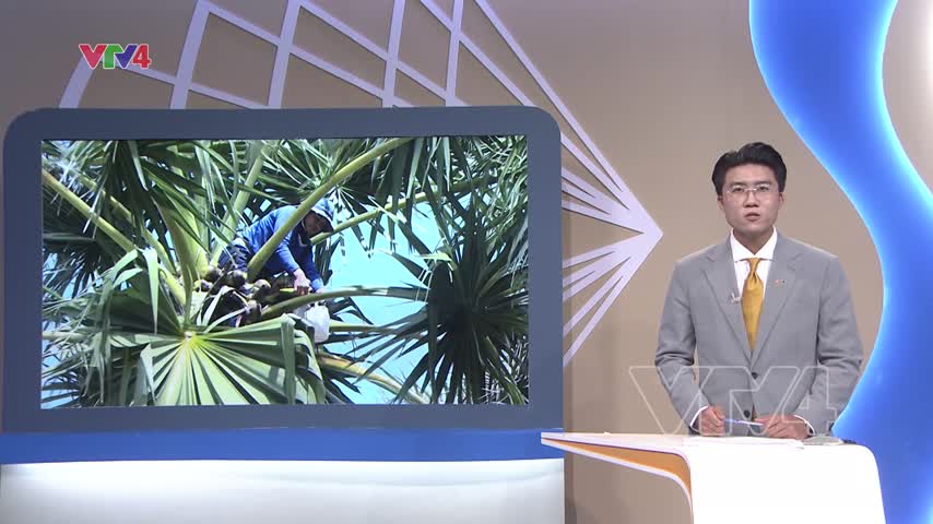 Mùa mật ngọt thốt nốt