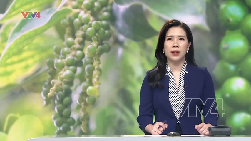 Nông dân Tây Nguyên được mùa tiêu