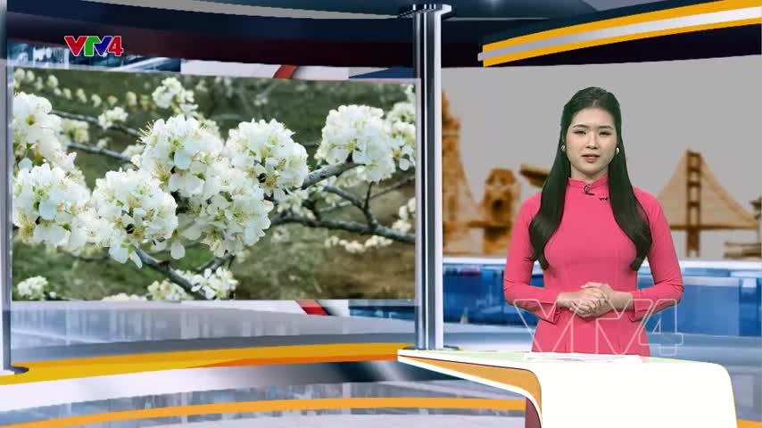 Sức hút từ sắc mận cao nguyên trắng