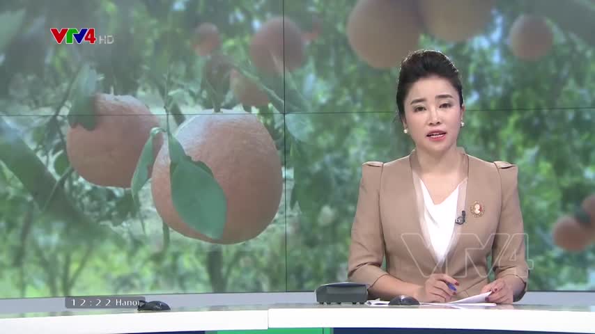 Tết sớm ở làng trồng bưởi tiến vua