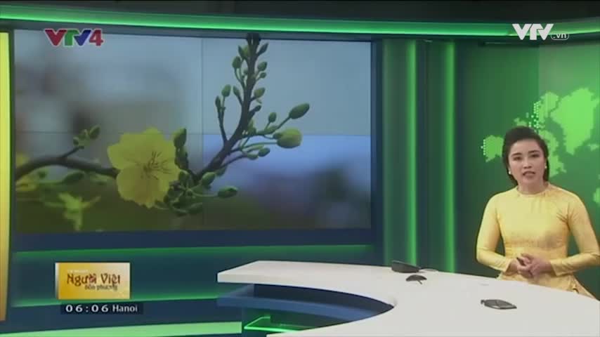 Mai vàng ra chợ Tết