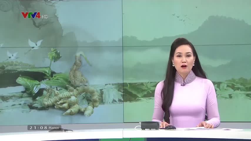 Biến quốc bảo sâm ngọc linh thành quốc kế dân sinh