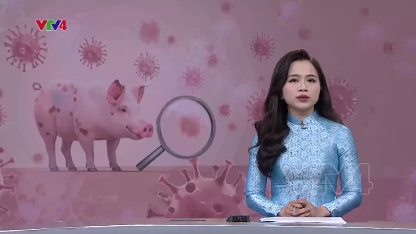 Khó khăn trong ngăn chặn dịch tả lợn châu Phi