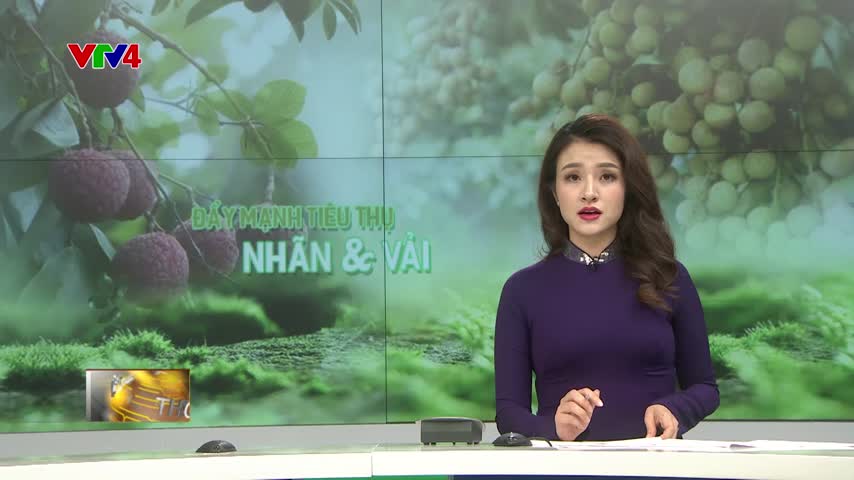 Hỗ trợ kết nối cung - cầu nhãn, vải