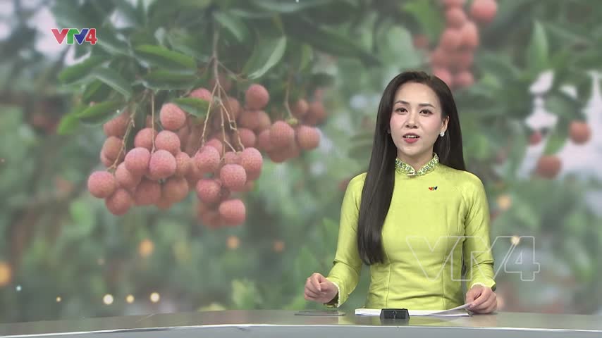 Vải Việt Nam duy trì xuất khẩu vải sang thị trường khó tính