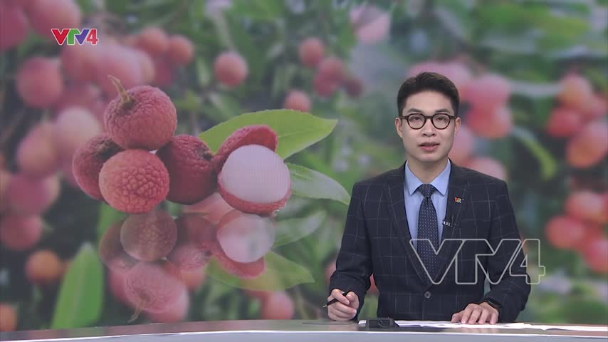 Việt Nam giữ vị trí thứ hai về sản lượng trái vải toàn cầu