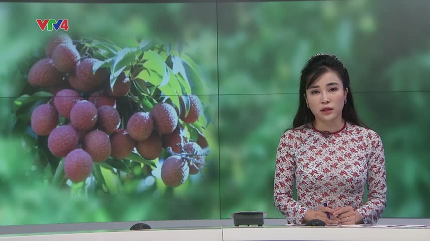 Kết nối thị trường tiêu thụ vải thiều Bắc Giang