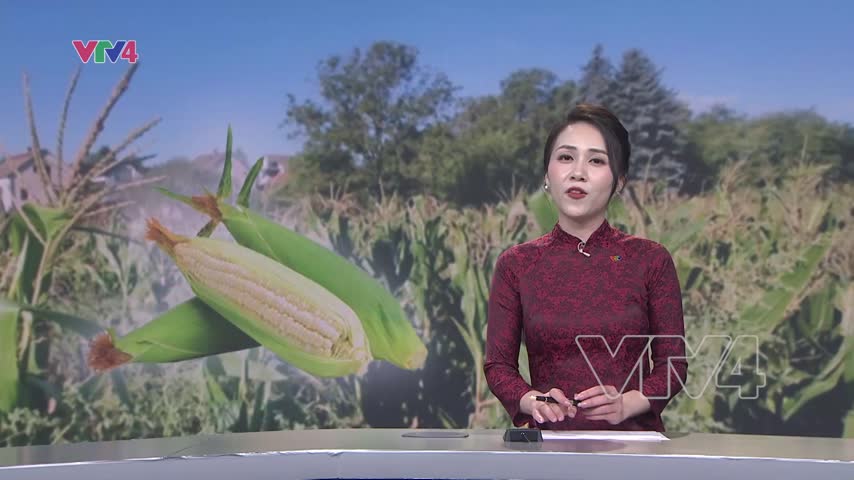Cây ngô nếp Việt bội thu trên đất Hungary