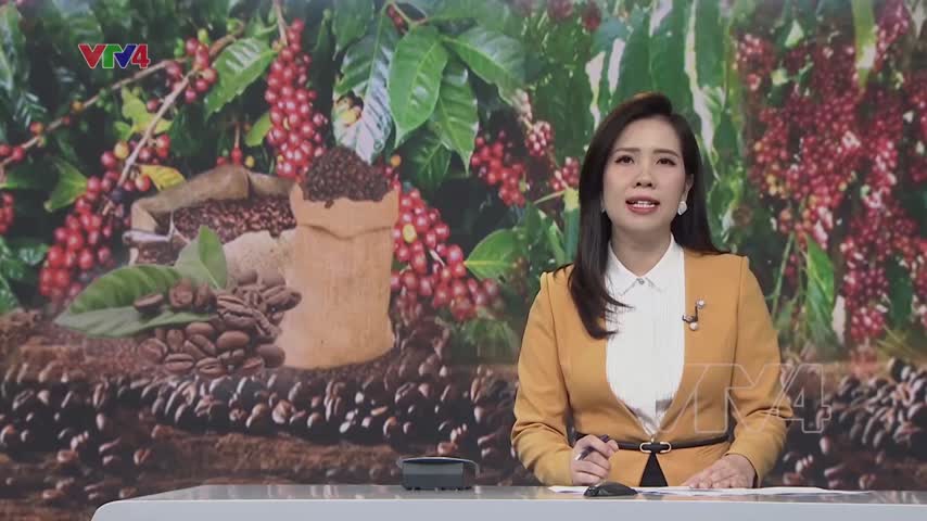 Nông dân Tây Nguyên sản xuất cà phê hữu cơ 
