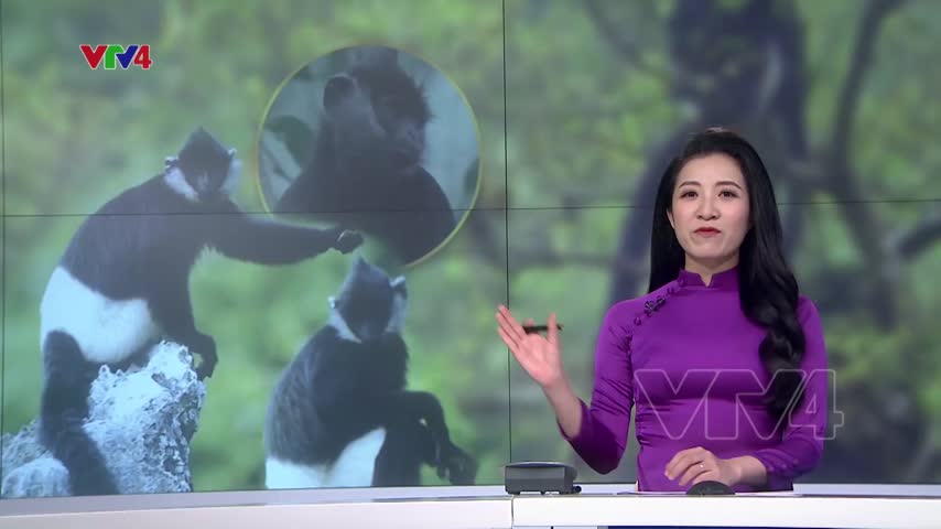 Bảo vệ vùng sống cho loài Voọc mông trắng