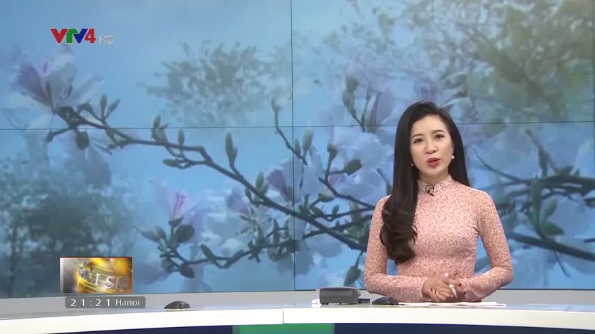 Hoa ban trong đời sống người dân Điện Biên