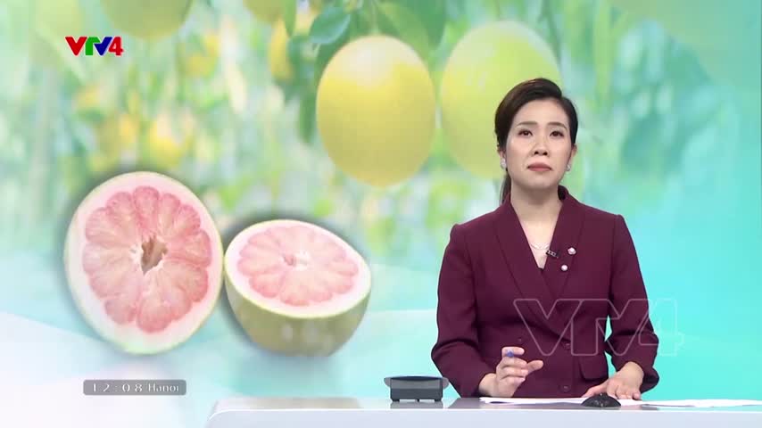 Nỗ lực nâng chất lượng bưởi xuất khẩu