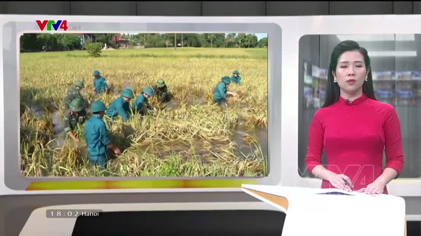 Thu hoạch lúa giúp dân sau lũ