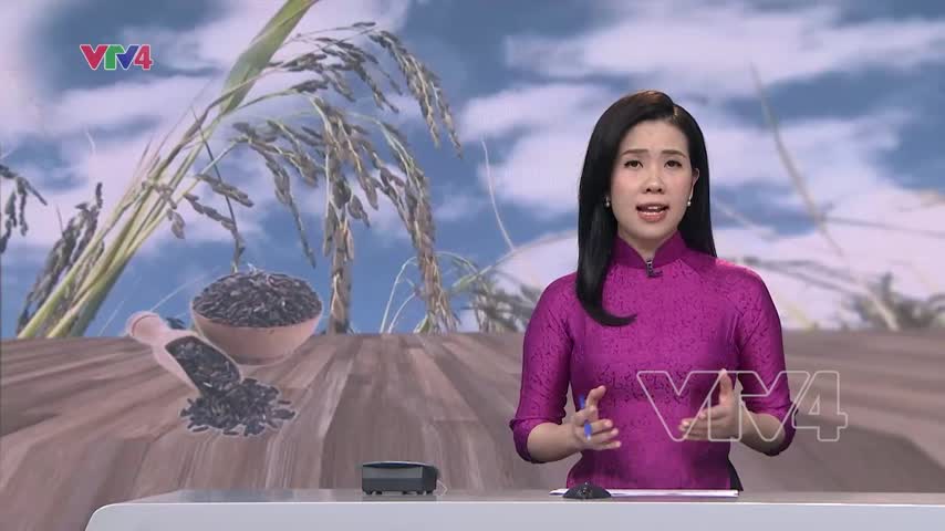 Đồng bào dân tộc xây dựng thương hiệu gạo đặc sản