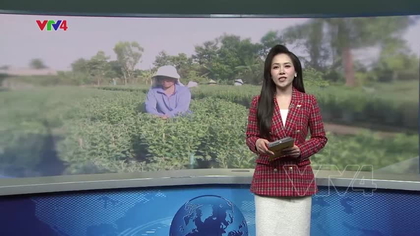 Lặt chèo bông Tết