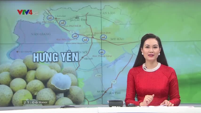 Xúc tiến tiêu thụ nhãn lồng Hưng Yên