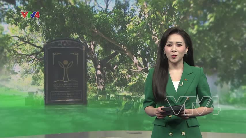 Vườn xoài di sản 220 năm tuổi