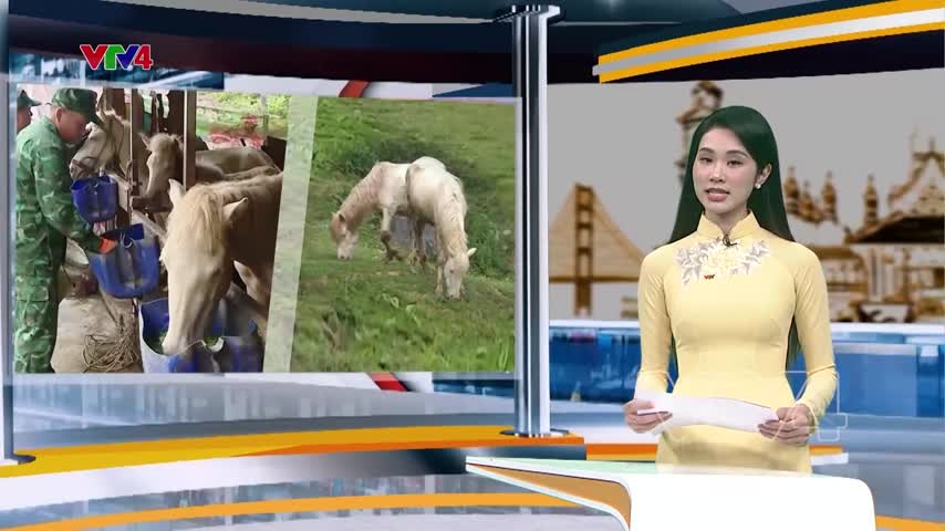 Bộ đội biên phòng Si Ma Cai thí điểm mô hình nuôi ngựa bạch