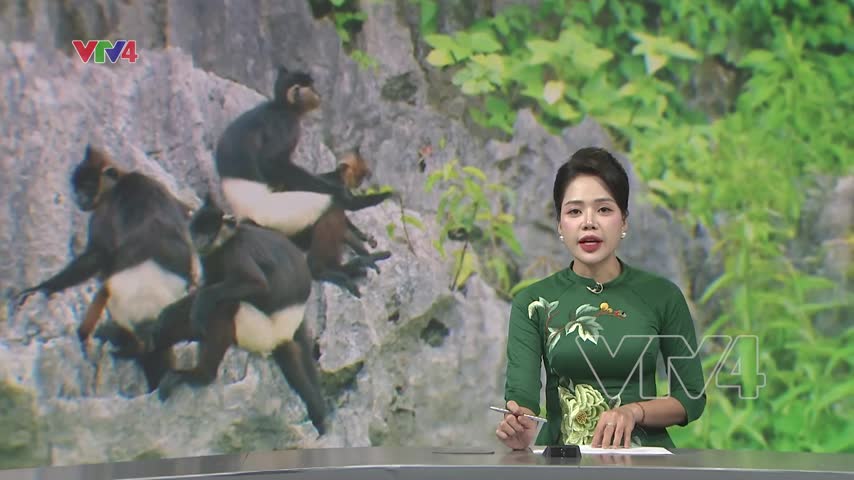 Bảo vệ sinh cảnh loài Voọc quý hiếm ở Ninh Bình