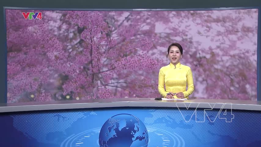 Mai Anh Đào - biểu tượng văn hóa du lịch Đà Lạt