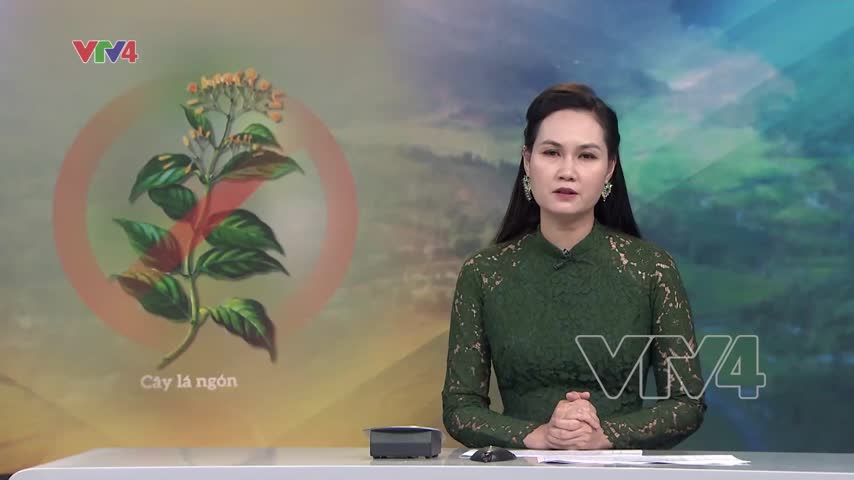 Cuộc chiến với lá ngón - cuộc chiến chống hủ tục