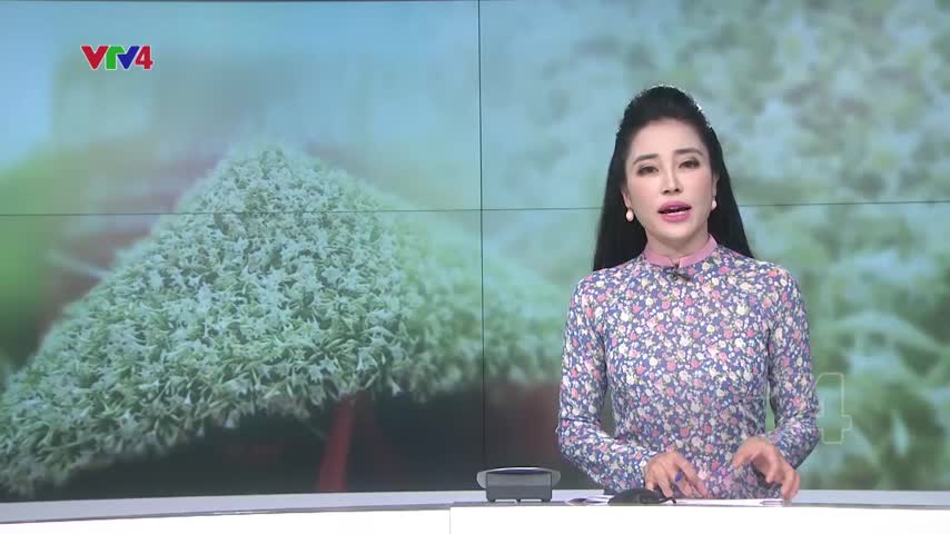 Nón hoa loa kèn lớn nhất Việt Nam