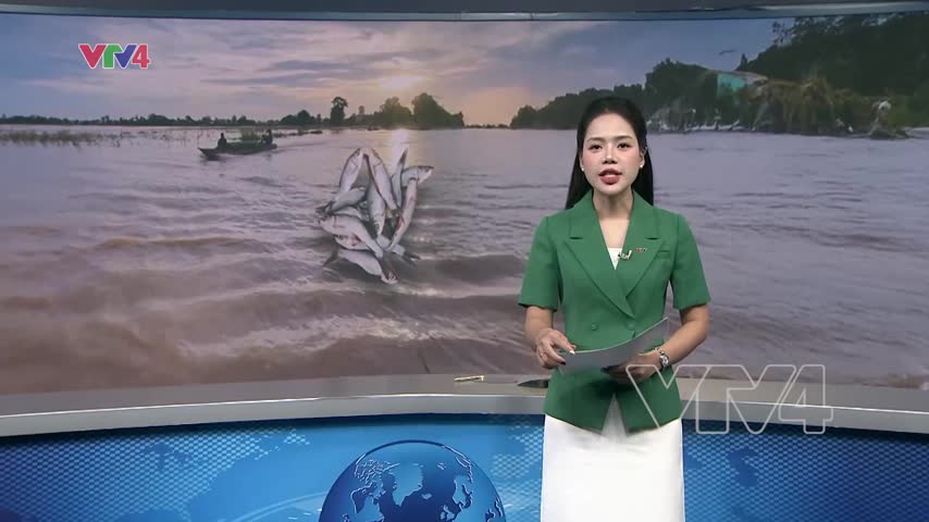 Miền Tây rộn ràng mùa cá linh