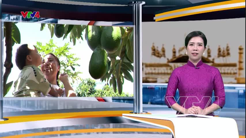 Du lịch trải nghiệm vườn bơ hút khách